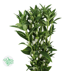 GENTIANA WHITE