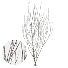 BIRCH 3.5-4.5' ICICLE 4-5 STEM/PK