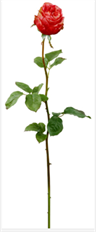 ROSE BUD 38.5" ROSE PINK