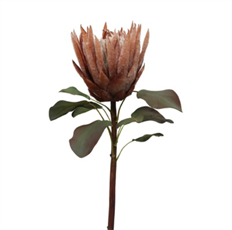 PROTEA KING 23.5" LN BROWN