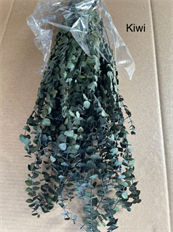 EUCALYPTUS BABY PRES KIWI