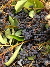 PRIVET BERRY