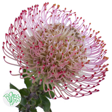 PROTEA PIN CUSHION ASSORTED ONLY