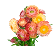 4-STRAWFLOWERS APRICOT