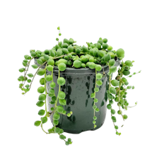 4" STRING PLANT HB