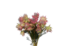 PROTEA BLUSHING BRIDE
