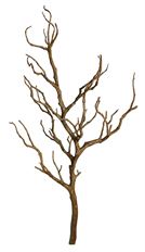 MANZANITA BRANCH 31"