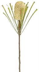 PROTEA KING DRIED 29" PARCHMENT