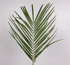 ROBELLINI PALM
