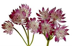 ASTRANTIA BURGUNDY 10 STEM BUNCH
