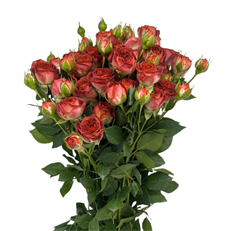 ROSES SPRAY S.A. EARTH TONE