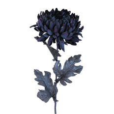 CHRYSANTHEMUM SPRAY BLUE 29"