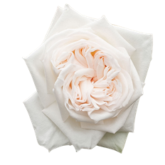 ROSE GARDEN S.A. WHITE O'HARA
