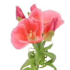 GODETIA PEACH