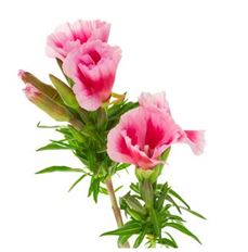 GODETIA HOT PINK