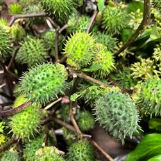 DATURA PODS