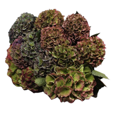 HYDRANGEA DOMESTIC CALIFORNIA