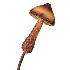 MUSHROOM DEEP FOREST PETITE 11"