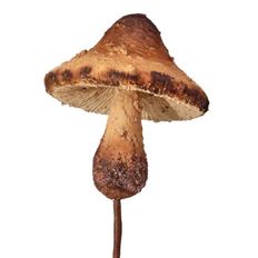 MUSHROOM FOREST PICK 12"