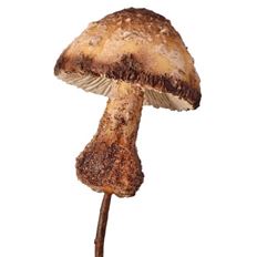MUSHROOM WOODLAND 12" BEIGE
