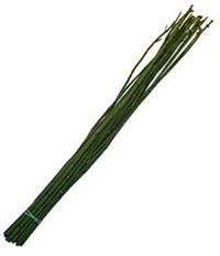 RUSH OR HORSETAIL