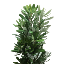 INTEGRAFOLIA