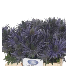 THISTLE  DON STONE 5-STEM