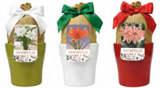 6" AMARYLLIS BULB KIT W/ CERAMIC