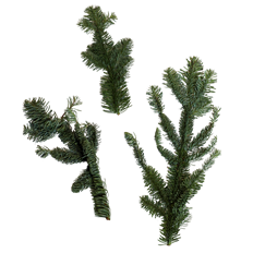 NOBLE FIR TIPS- 25# CS