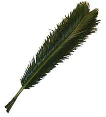 SAGO PALM