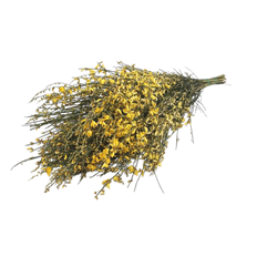 GINESTRA TINTED YELLOW