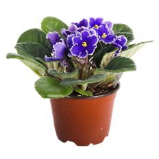 4" VIOLET