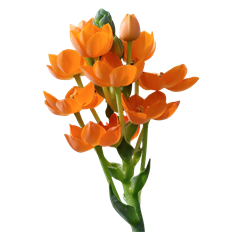 STAR OF BETHLEHEM DUBIUM
