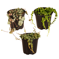 4" STRING PLANT