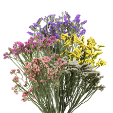 STATICE TISSUE ASSORTED