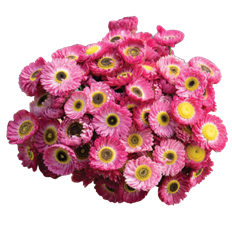 PAPER DAISY