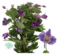 CLEMATIS PURPLE