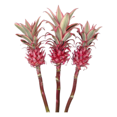 PINEAPPLES MINI