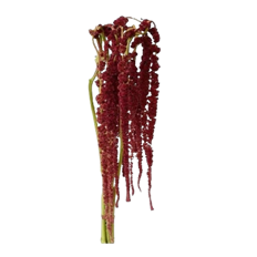 AMARANTHUS HANGING BURGUNDY