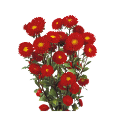 ASTER MATSUMOTO RED