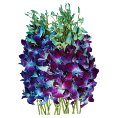 DENDROBIUM TINTED