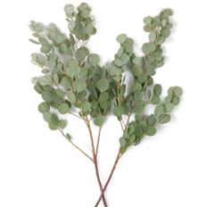 EUCALYPTUS GUM DROP