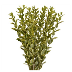 EUONYMUS FOLIAGE