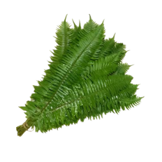 FLAT FERN OREGON