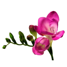 FREESIA HOT PINK 10 STEM BUNCH