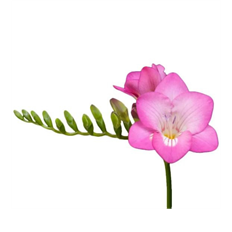 FREESIA PINK 10 STEM BUNCH