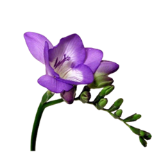 FREESIA PURPLE 10 STEM BUNCH