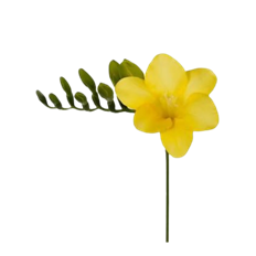 FREESIA YELLOW 10 STEM BUNCH
