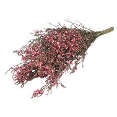 GINESTRA TINTED PINK