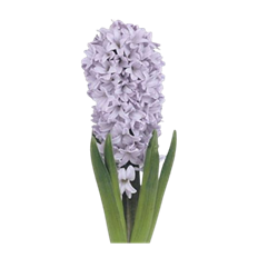 HYACINTH LAVENDER